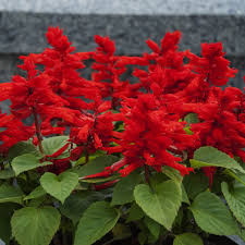 Image result for Salvia splendens