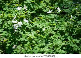 Attēlu rezultāti vaicājumam “Isopyrum thalictroides”