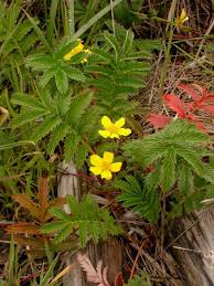 Attēlu rezultāti vaicājumam “Potentilla arenaria bud”