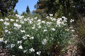 Image result for Romneya coulteri