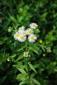 Attēlu rezultāti vaicājumam “Erigeron annuus flower”