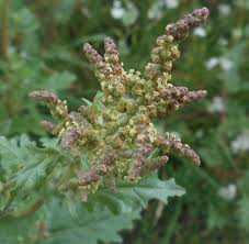 Attēlu rezultāti vaicājumam “Atriplex calotheca”