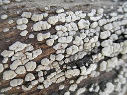 Attēlu rezultāti vaicājumam “Xylobolus frustulatus”