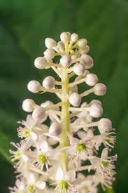 Attēlu rezultāti vaicājumam “Phytolacca acinosa flower”