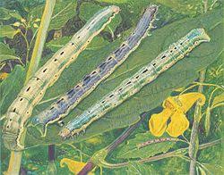 Attēlu rezultāti vaicājumam “Xanthorhoe biriviata”