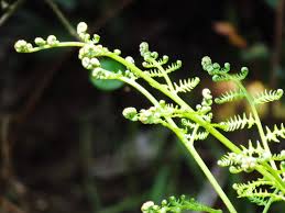 Attēlu rezultāti vaicājumam “Hydrocotyle vulgaris bud”
