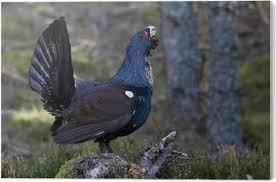 Attēlu rezultāti vaicājumam “Tetrao urogallus male”