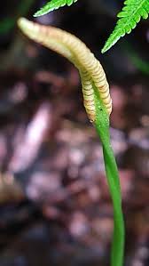 Attēlu rezultāti vaicājumam “Ophioglossum vulgatum”