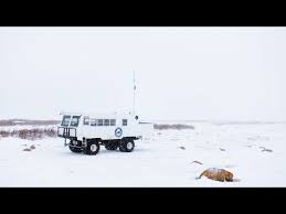 Image result for tundra buggy