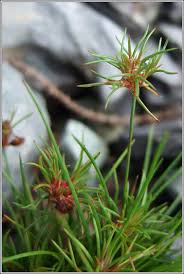 Attēlu rezultāti vaicājumam “Juncus bulbosus”