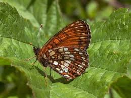 Attēlu rezultāti vaicājumam “Melitaea diamina upperside”