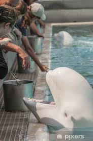 Image result for Delphinapterus leucas