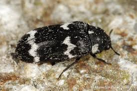 Attēlu rezultāti vaicājumam “Megatoma undata”