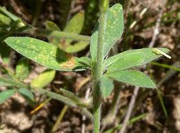 Attēlu rezultāti vaicājumam “Trifolium arvense fruit”