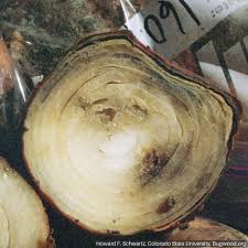 Attēlu rezultāti vaicājumam “Trichia botrytis stalked”