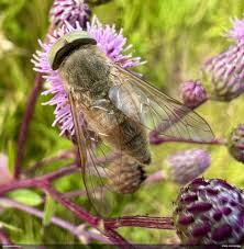 Attēlu rezultāti vaicājumam “Fuligo licentii”