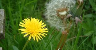 Attēlu rezultāti vaicājumam “Taraxacum officinale aggr. fruit”