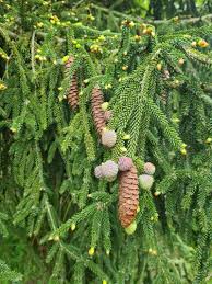 Attēlu rezultāti vaicājumam “Picea”