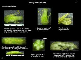 Attēlu rezultāti vaicājumam “Oxalis corniculata fruit”