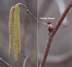 Attēlu rezultāti vaicājumam “Corylus avellana female flower”