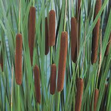 Attēlu rezultāti vaicājumam “Typha angustifolia  leaf”