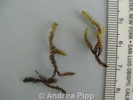 Attēlu rezultāti vaicājumam “Scorpidium revolvens”