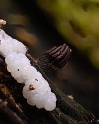 Attēlu rezultāti vaicājumam “Stemonitopsis typhina stalked”