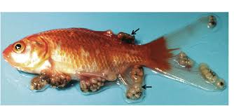 Attēlu rezultāti vaicājumam “Carassius auratus”