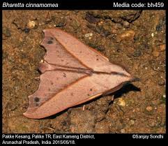 Attēlu rezultāti vaicājumam “Lasiocampidae”