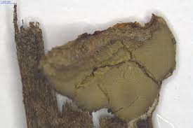 Attēlu rezultāti vaicājumam “Dictydiaethalium plumbeum young”