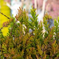 Attēlu rezultāti vaicājumam “Calluna vulgaris leaf”