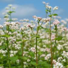 Attēlu rezultāti vaicājumam “Fagopyrum esculentum”