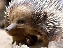 E is for Echidna « Flickr Blog