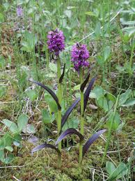 Attēlu rezultāti vaicājumam “Dactylorhiza cruenta flower”