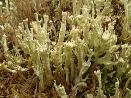 Attēlu rezultāti vaicājumam “Cladonia deformis”