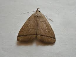 Attēlu rezultāti vaicājumam “Herminia tarsicrinalis”