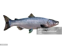 Image result for Salmo salar