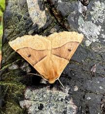 Attēlu rezultāti vaicājumam “Crocallis elinguaria”