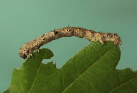 Attēlu rezultāti vaicājumam “Phigalia pilosaria”