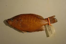 Image result for Pomoxis annularis