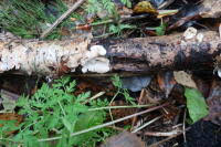 Attēlu rezultāti vaicājumam “Antrodiella faginea”