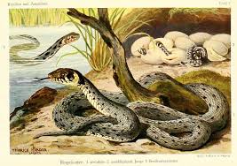 Attēlu rezultāti vaicājumam “Natrix natrix adult”