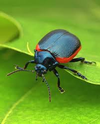 Attēlu rezultāti vaicājumam “Chrysolina sanguinolenta”