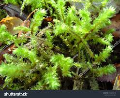 Attēlu rezultāti vaicājumam “Rhytidiadelphus triquetrus”