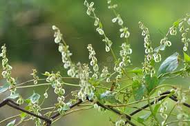 Attēlu rezultāti vaicājumam “Fallopia dumetorum”