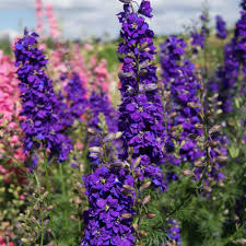 Image result for Delphinium consolida
