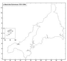 Attēlu rezultāti vaicājumam “Moerckia hibernica”