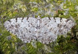 Attēlu rezultāti vaicājumam “Aethalura punctulata”