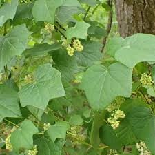 Attēlu rezultāti vaicājumam “Menispermum dauricum fruit”