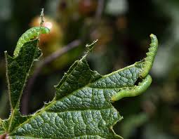 Attēlu rezultāti vaicājumam “Pristiphora maesta”